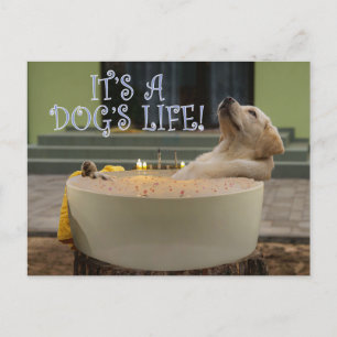 It's a dogs life postcard