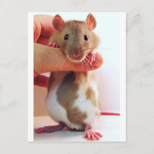 It's a little different Down Under Rattie Postcard