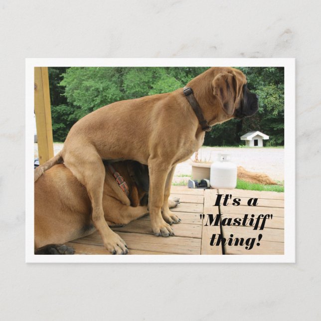 It's A "Mastiff" thing! silly English Mastiff dogs Postcard (Front)