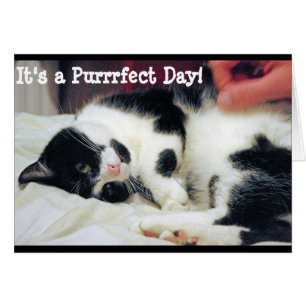 It's a Purrfect Day Card