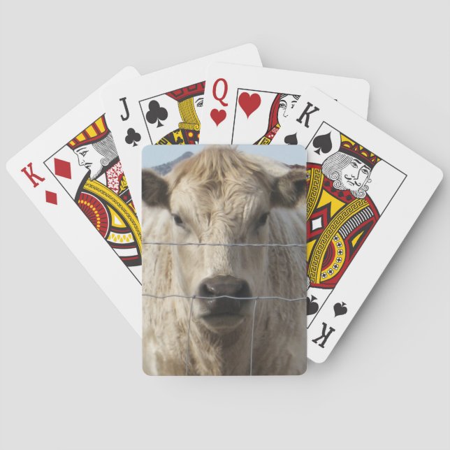 It's a Roundup Cattle Charolais Face Western Playing Cards (Back)