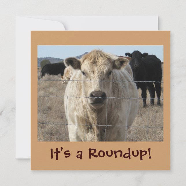 It's a Roundup! Cows - Cattle Drive Celebration Invitation (Front)