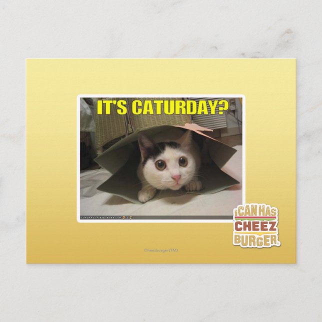 It's Caturday? Postcard (Front)