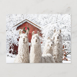 "It's Christmas!" Postcard