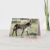 It's Girl! Baby burro greeting card