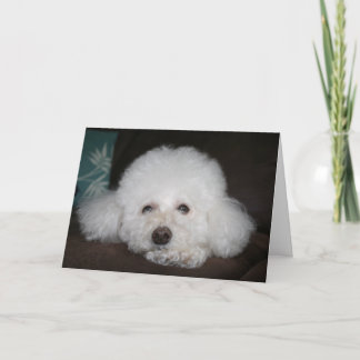 It's going to be okay Dog Card