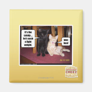 It's the catnip magnet