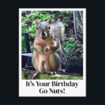 It's Your Birthday Go Nuts Funny Squirrel Joke Postcard<br><div class="desc">It's your birthday,  go nuts!  A funny squirrel play on words joke about his nuts. Adult humour birthday card with a cute animal photo. Hilarious picture and quote for a friend on their special day.</div>