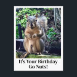 It's Your Birthday Go Nuts Funny Squirrel Joke Postcard<br><div class="desc">It's your birthday,  go nuts!  A funny squirrel play on words joke about his nuts. Adult humour birthday card with a cute animal photo. Hilarious picture and quote for a friend on their special day.</div>