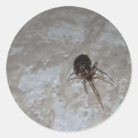 Itsy Bitsy Spider #3