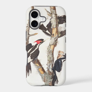 Ivory-billed Woodpecker, 1829, (print)