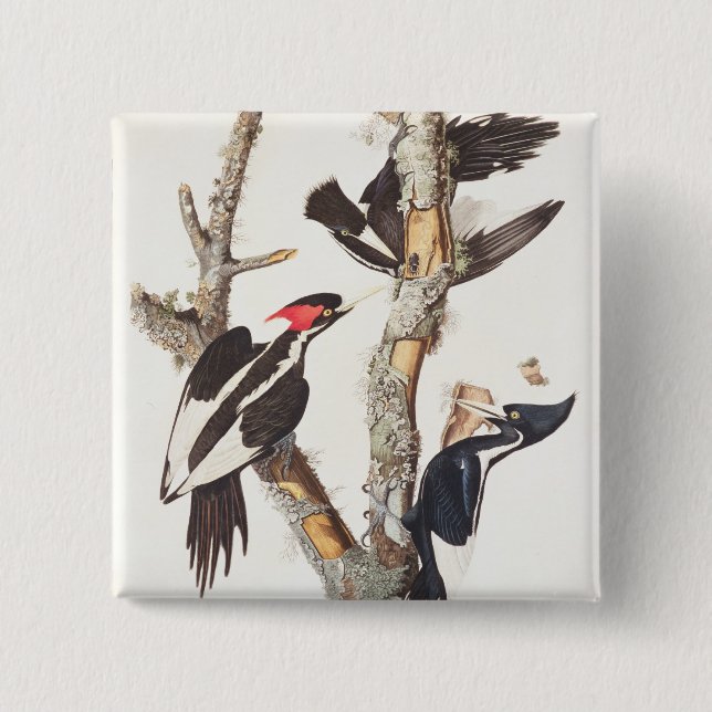Ivory-billed Woodpecker, 1829, (print) 15 Cm Square Badge (Front)