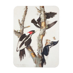 Ivory-billed Woodpecker, 1829, (print) Magnet