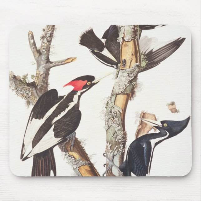 Ivory-billed Woodpecker, 1829, (print) Mouse Pad (Front)