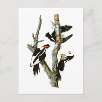 Ivory-billed Woodpecker Audubon Birds of America Postcard