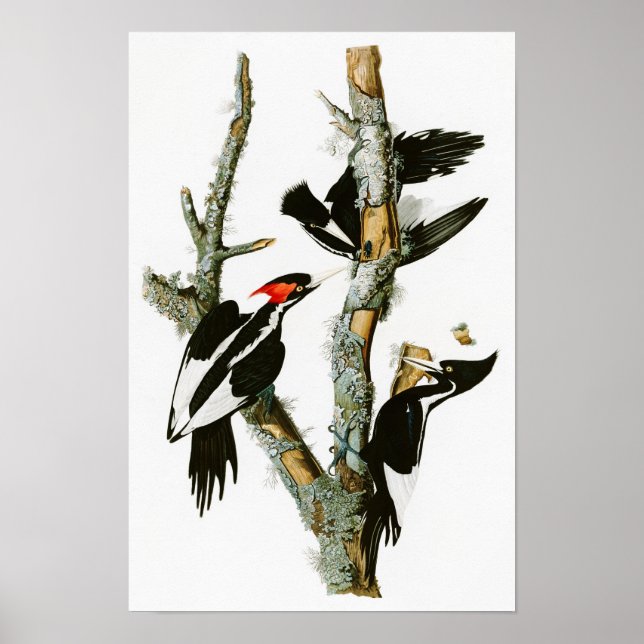 Ivory-billed Woodpecker Audubon Birds of America Poster (Front)