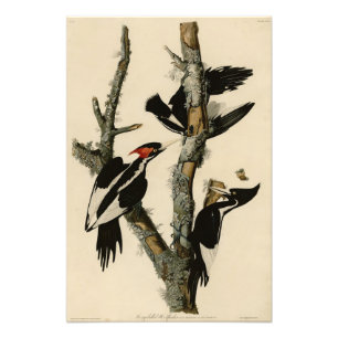 Ivory-billed Woodpecker Audubon's Birds of America Photo Print