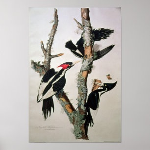 Ivory-billed Woodpecker, from 'Birds of America' Poster