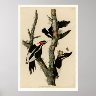 Ivory-billed Woodpecker Poster