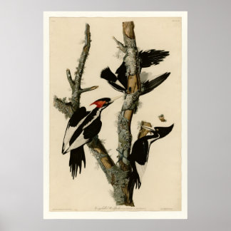 Ivory-billed Woodpecker Poster