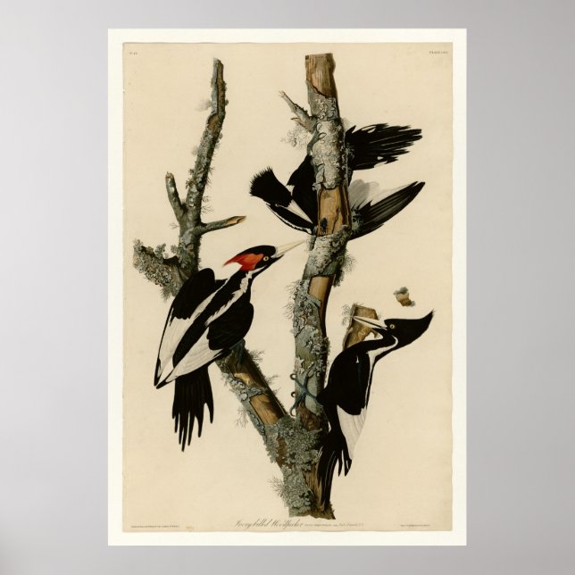 Ivory-billed Woodpecker Poster (Front)
