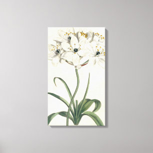 Ivory Garden Canvas Print