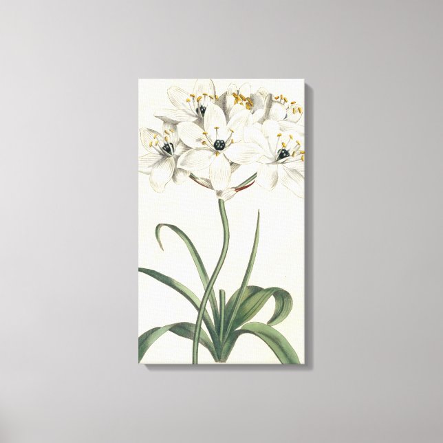 Ivory Garden Canvas Print (Front)