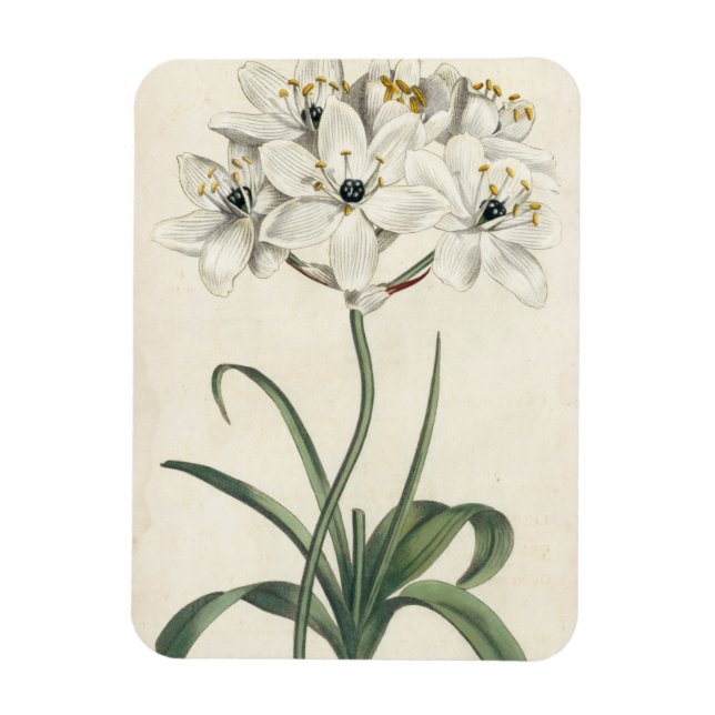 Ivory Garden Magnet (Vertical)