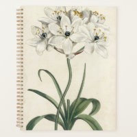 Ivory Garden