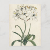 Ivory Garden