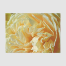 Ivory Rose Tissue Paper