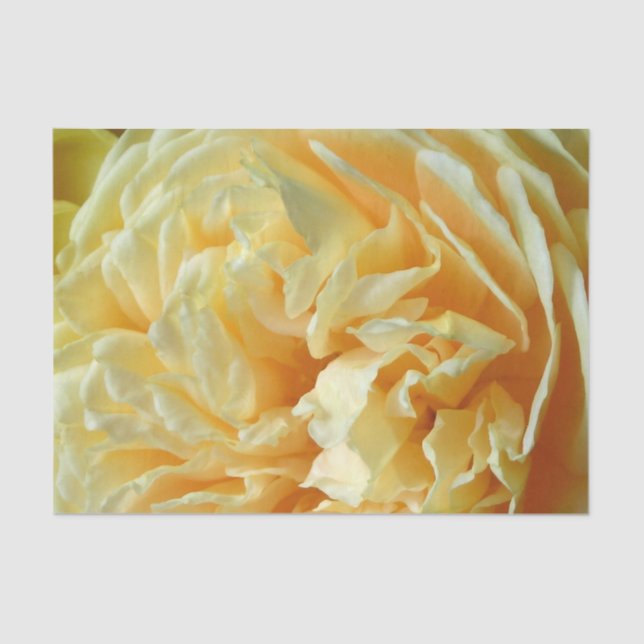Ivory Rose Tissue Paper (Front)