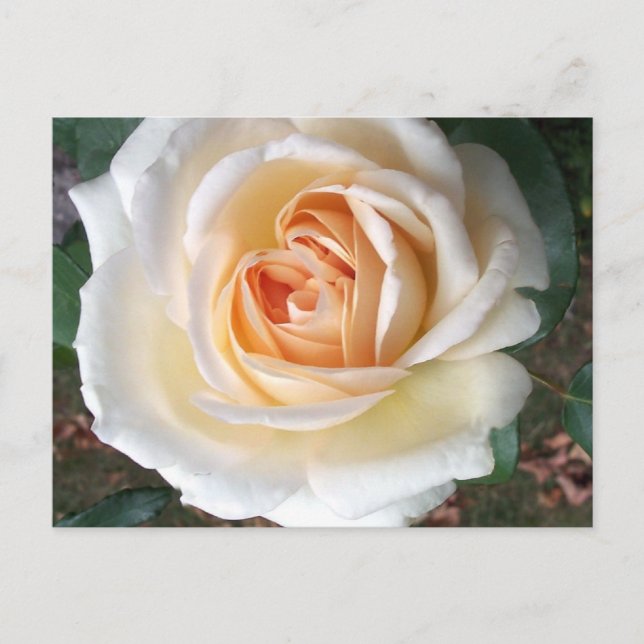 Ivory White Summer Rose Postcard (Front)