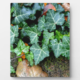 Ivy and field stone plaque
