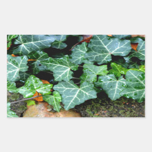Ivy and field stone rectangular sticker