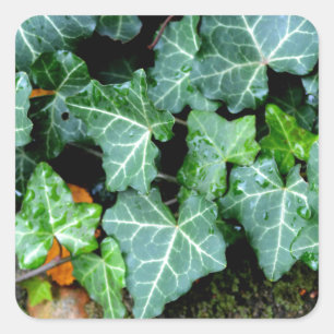 Ivy and field stone square sticker