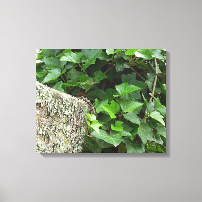 Ivy and Lichens - Martha's Vineyard Canvas Print (Front)