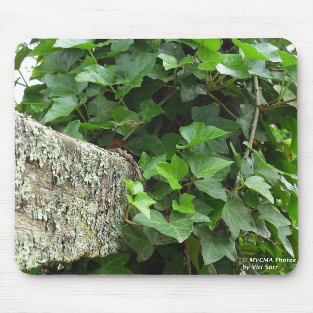 Ivy and Lichens - Martha's Vineyard Mouse Pad (Front)