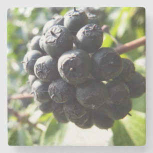 Ivy Berries Stone Coaster