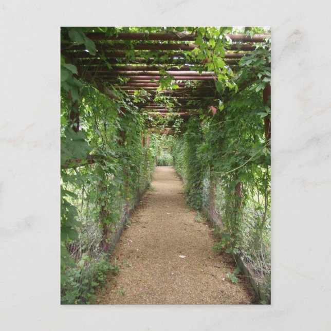 Ivy Covered Walkway Postcard (Front)