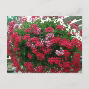 Ivy Geranium (Pelargonium Peltatum) flowers Postcard