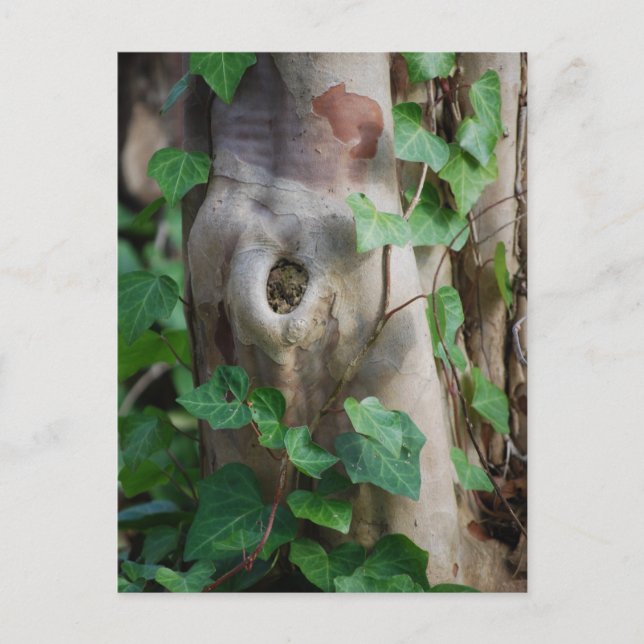 ivy knot tree trunk postcard (Front)