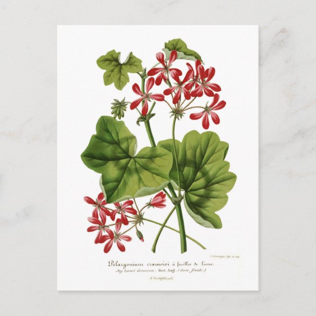 Ivy-leaf Geranium Postcard (Front)