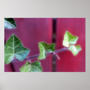 Ivy leaves poster