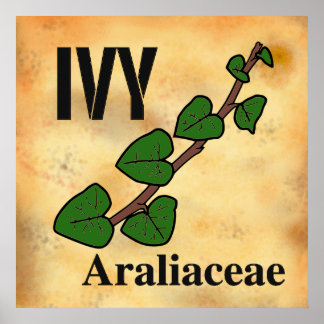 Ivy line art plant family and aged paper style poster