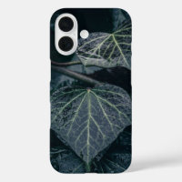 Ivy Nature Photo