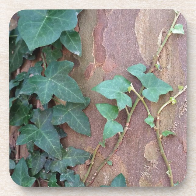 ivy on tree coaster (Front)