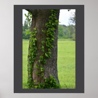 Ivy on Tree Poster