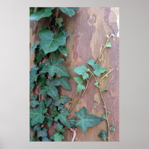 ivy on tree poster