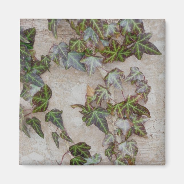Ivy on Tree Trunk Magnet (Front)